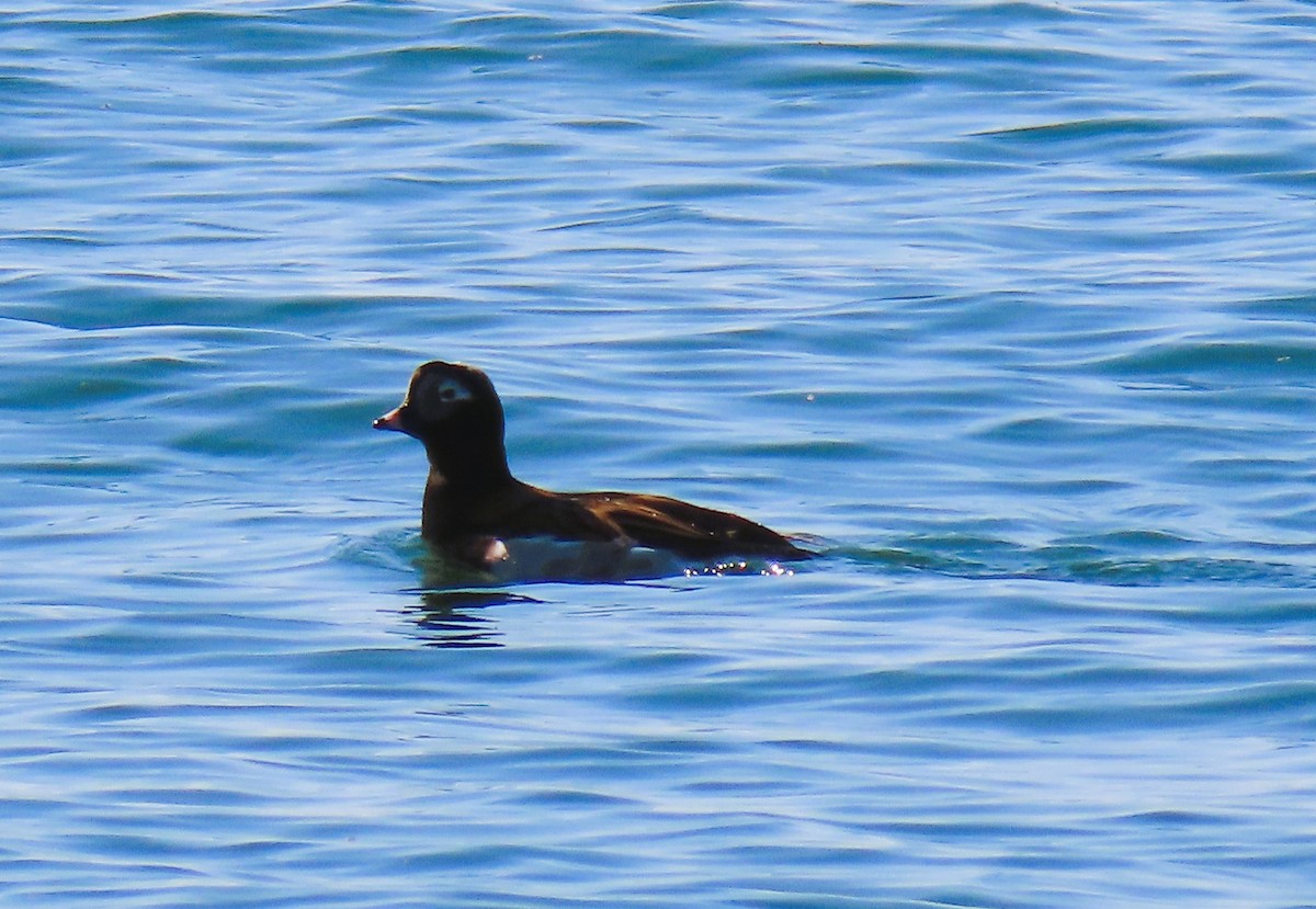 Long-tailed Duck - Alfred Scott