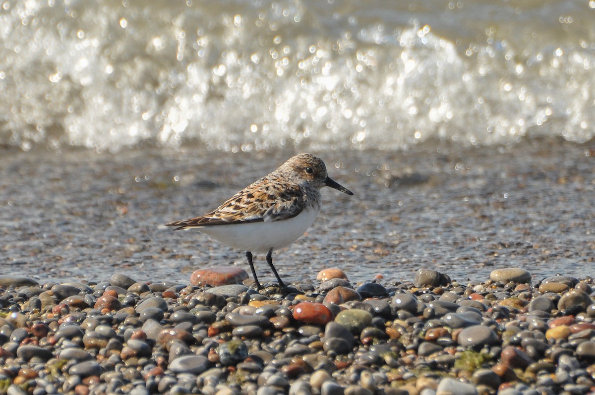 Sanderling - Sam Collins