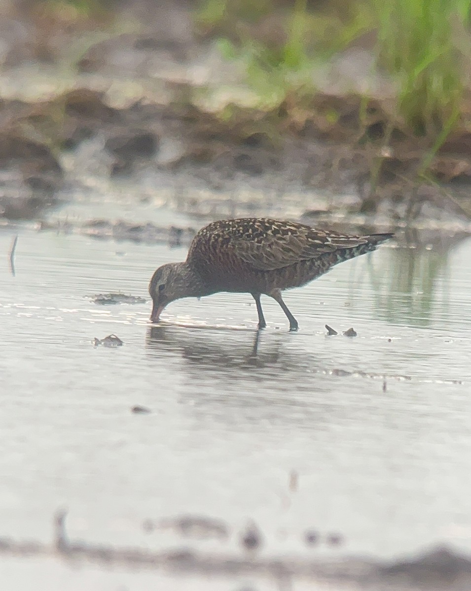 Hudsonian Godwit - Rogers "Caribbean Naturalist" Morales