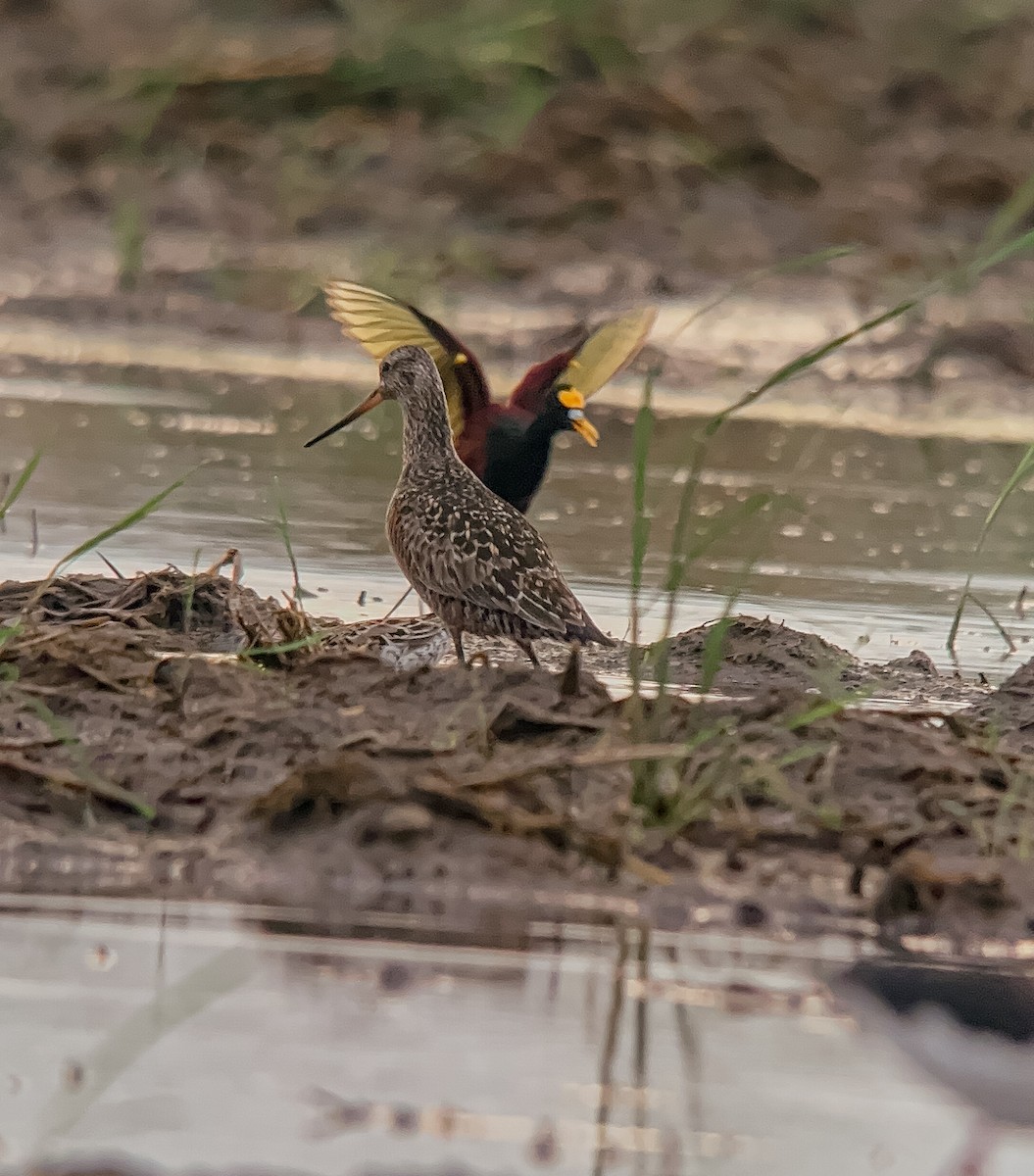 Hudsonian Godwit - Rogers "Caribbean Naturalist" Morales