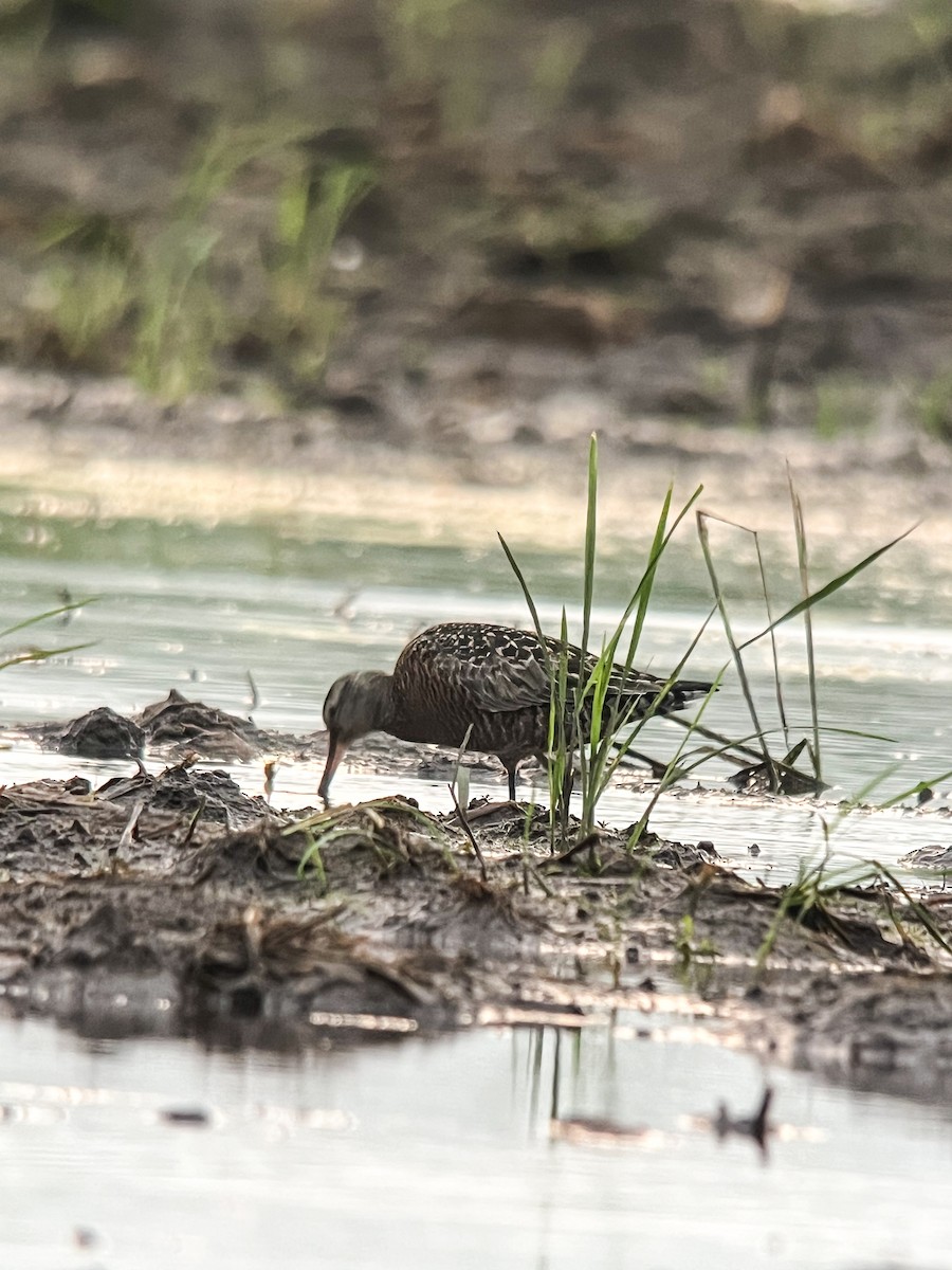 Hudsonian Godwit - Rogers "Caribbean Naturalist" Morales