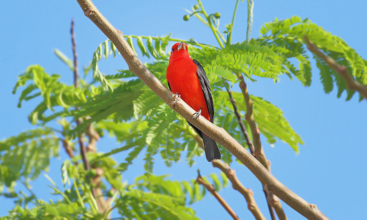 Scarlet Tanager - Adrián Braidotti