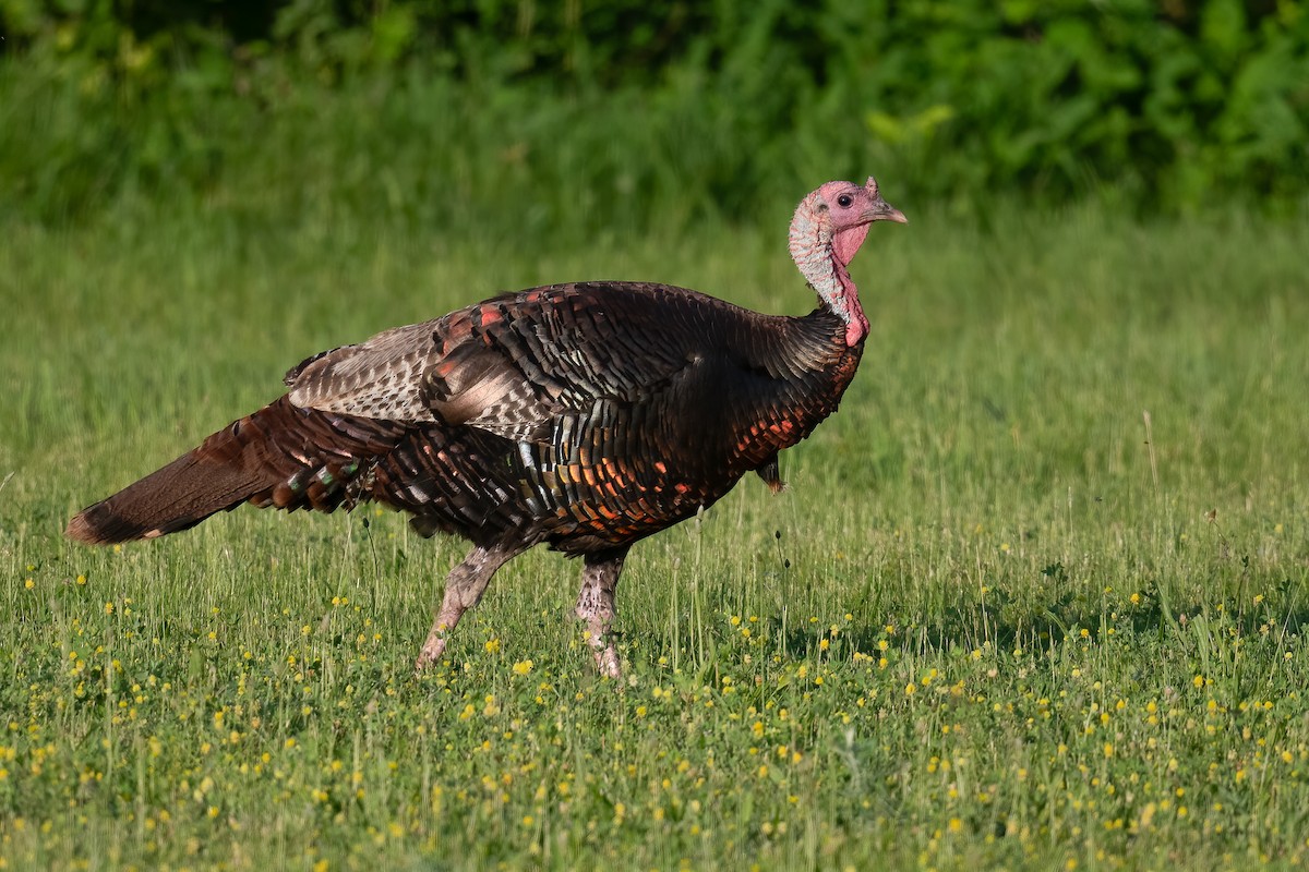 Wild Turkey - Ben  Lucking