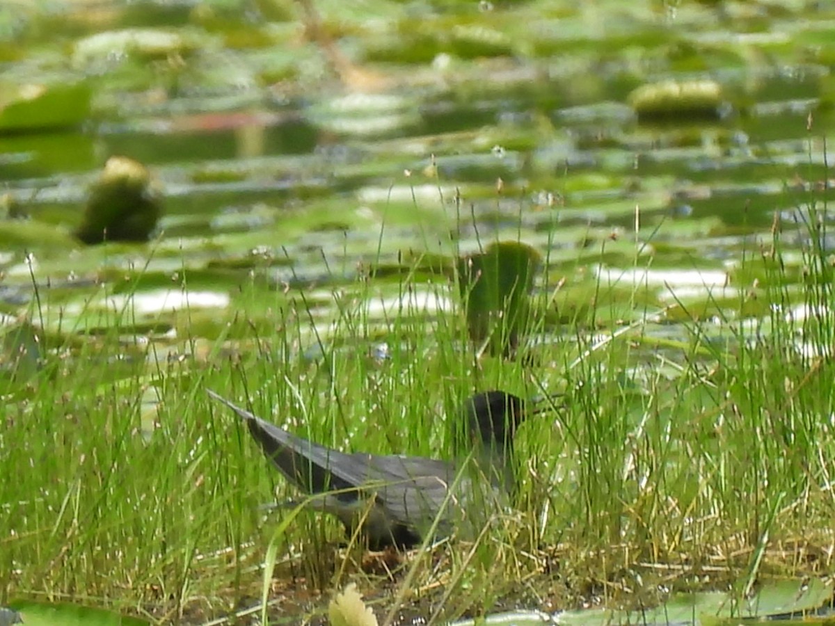 Black Tern - Peggy Gierhart