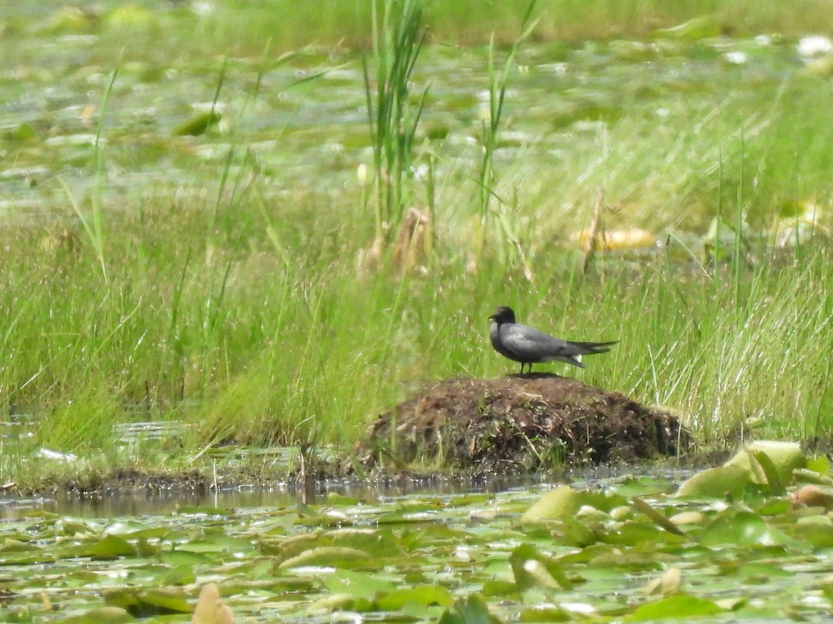 Black Tern - Peggy Gierhart