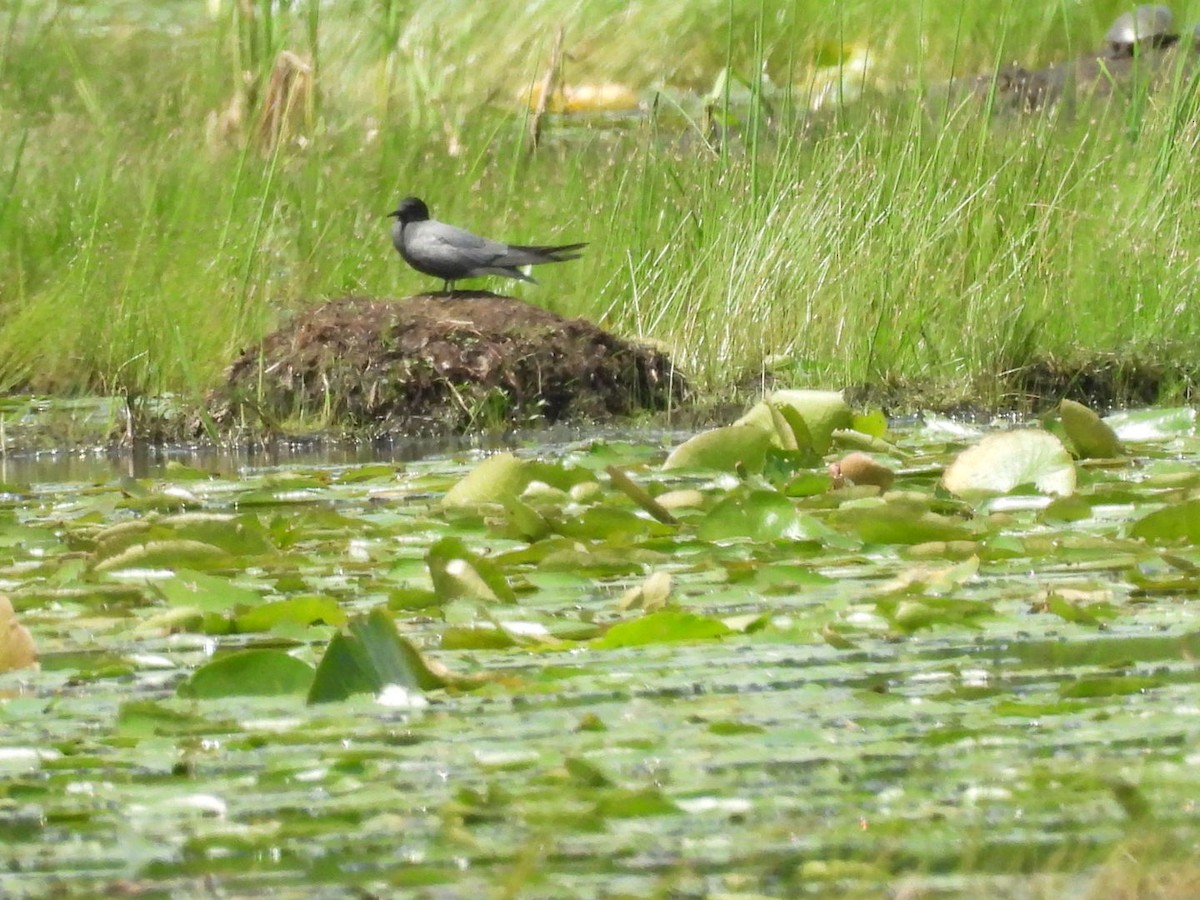 Black Tern - Peggy Gierhart