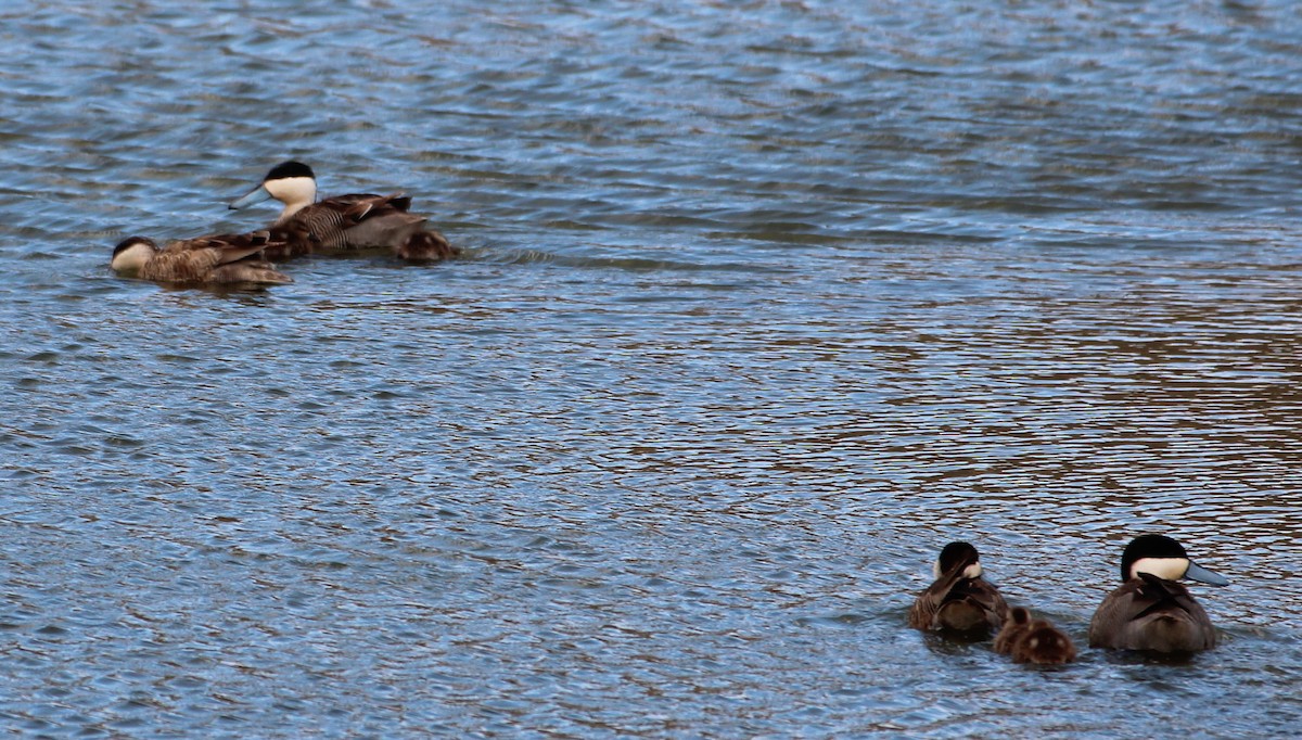 Puna Teal - Pierina A. Bermejo