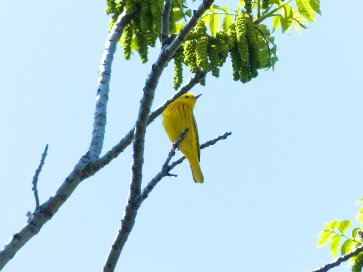 Yellow Warbler - Laurel Robinson