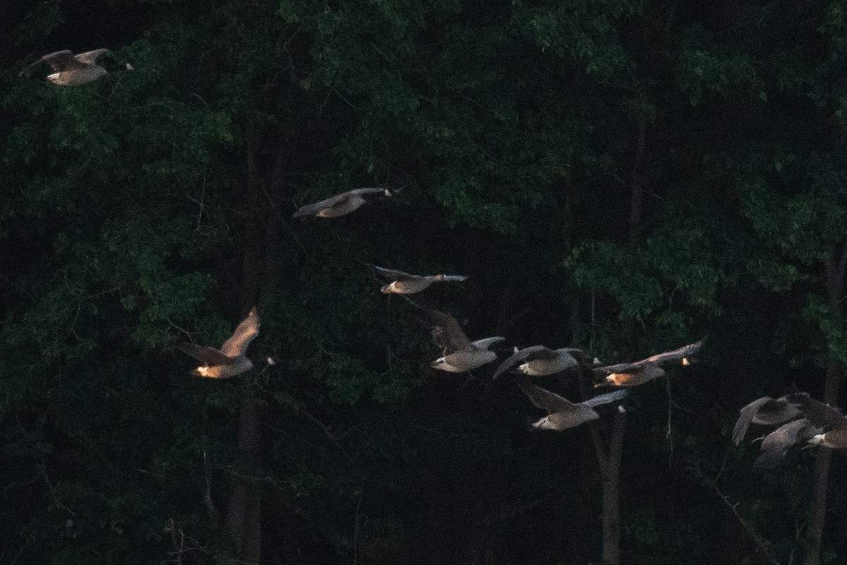 Greater White-fronted Goose - ML619512249