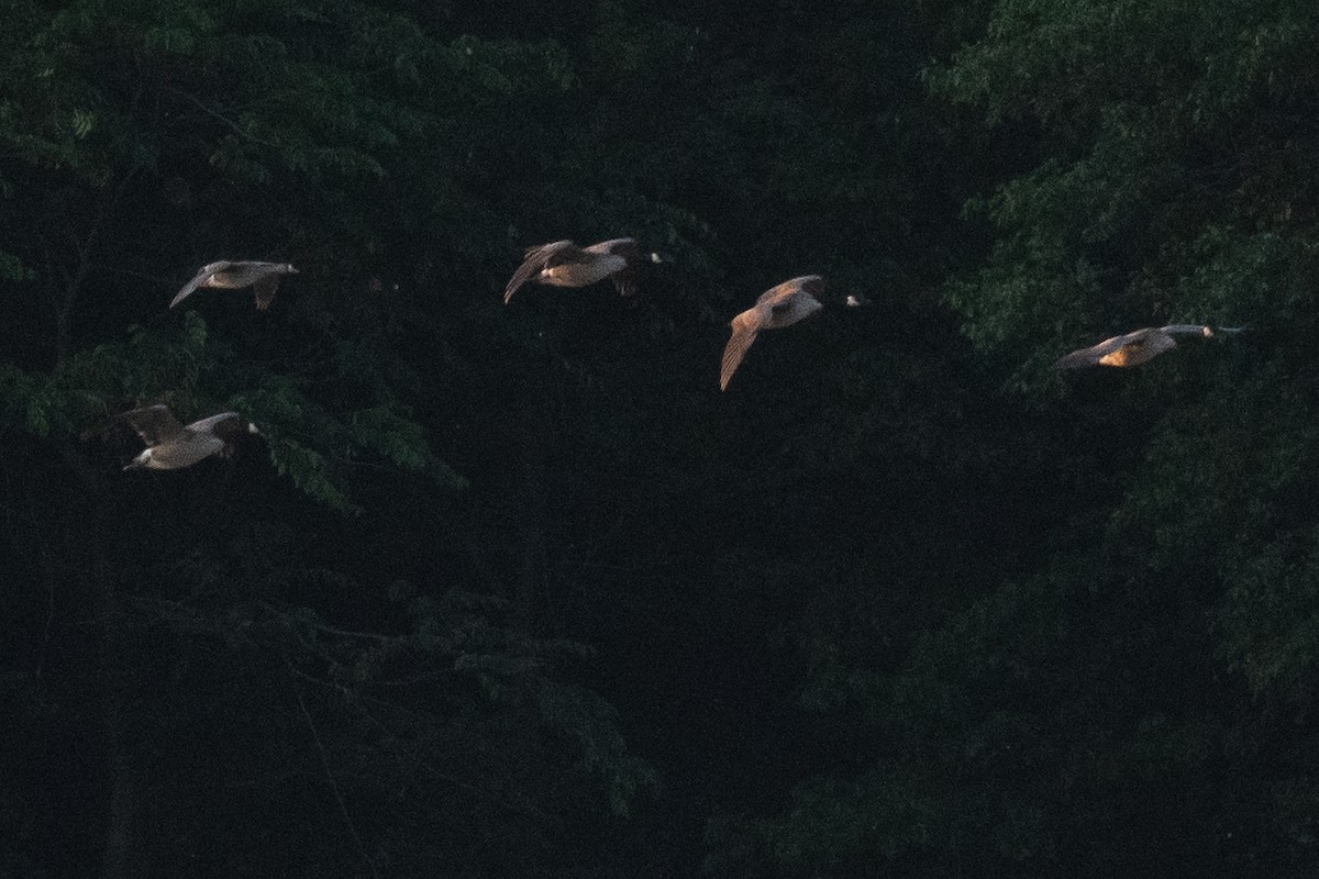 Greater White-fronted Goose - ML619512250