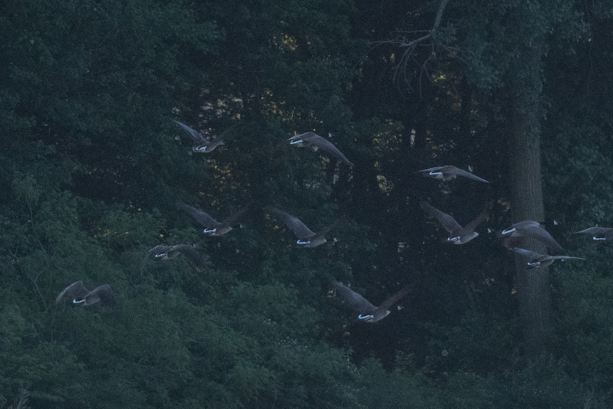 Greater White-fronted Goose - Ben  Lucking