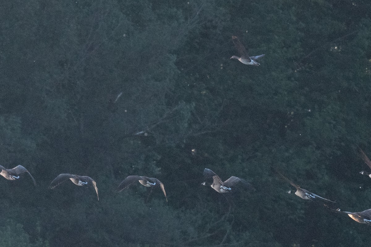 Greater White-fronted Goose - ML619512253