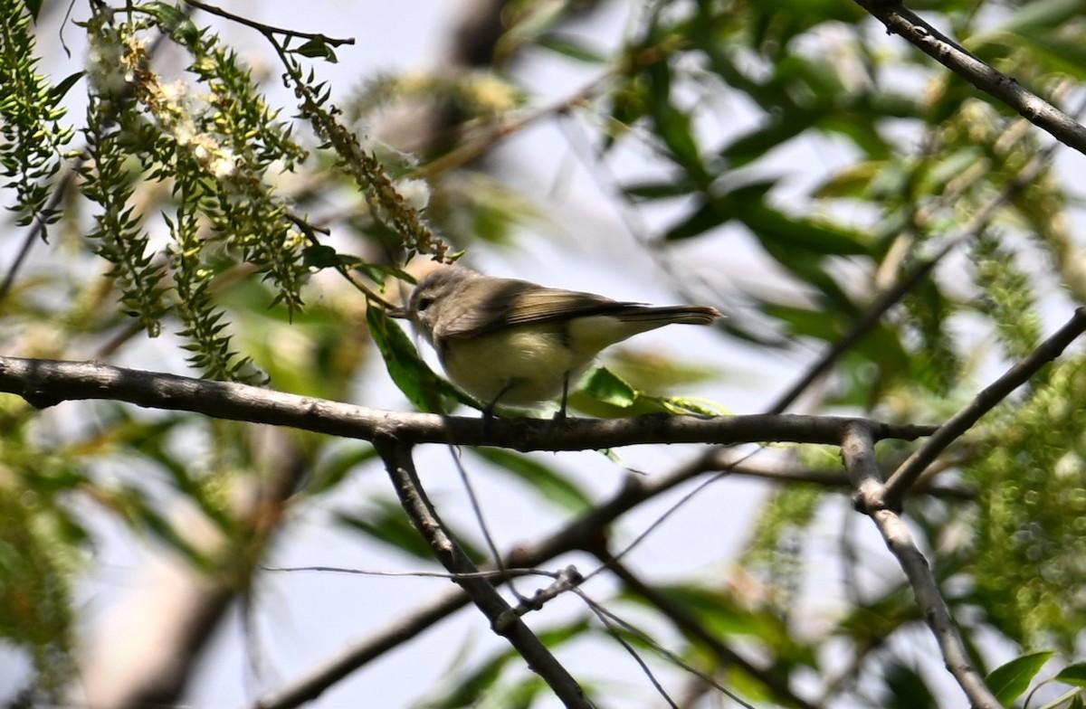 Warbling Vireo - Wayne Wauligman