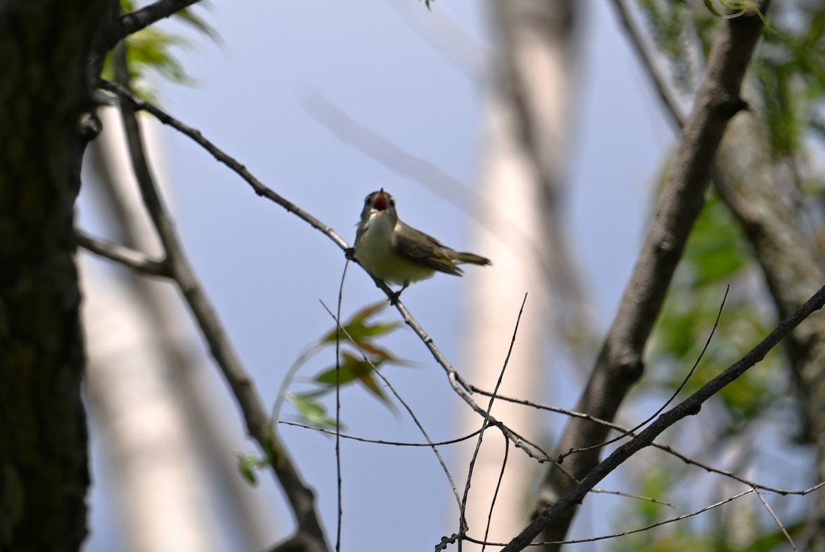 Warbling Vireo - Wayne Wauligman