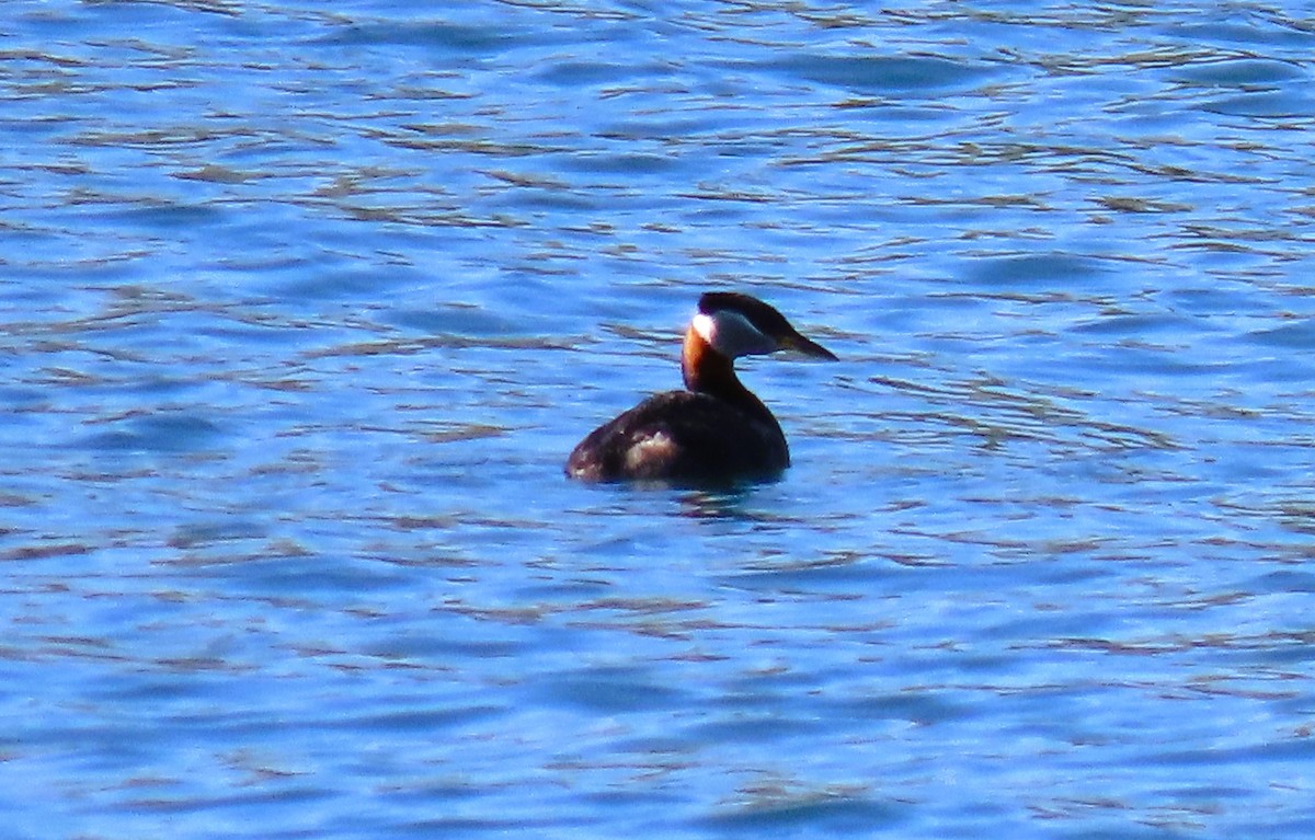 Red-necked Grebe - Alfred Scott