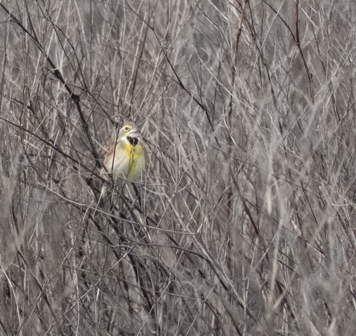 Dickcissel - Tom Crowe