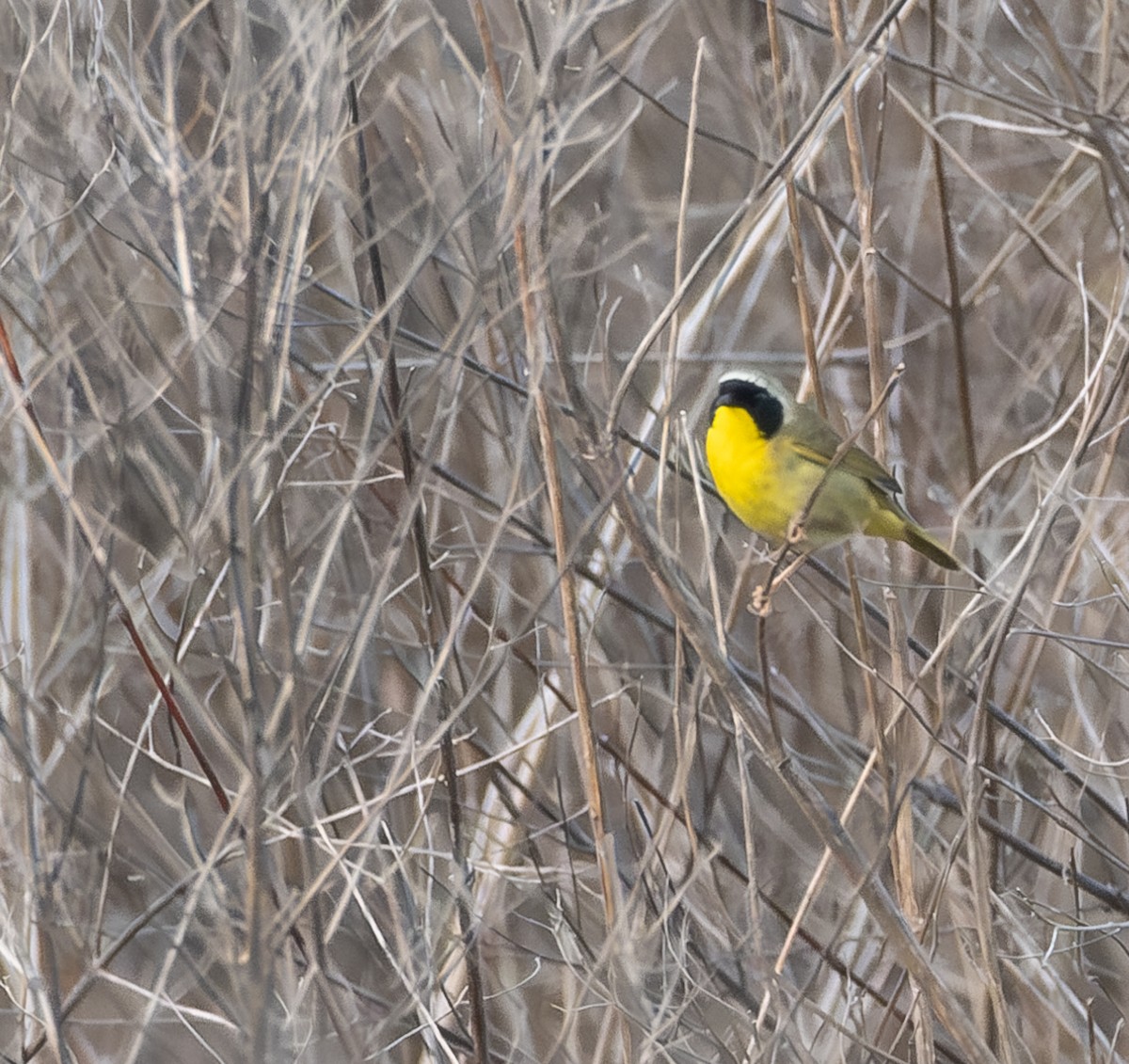 Common Yellowthroat - Tom Crowe