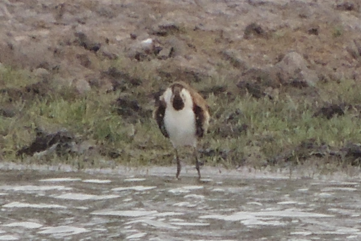 Wattled Jacana - Licinio Garrido Hoyos