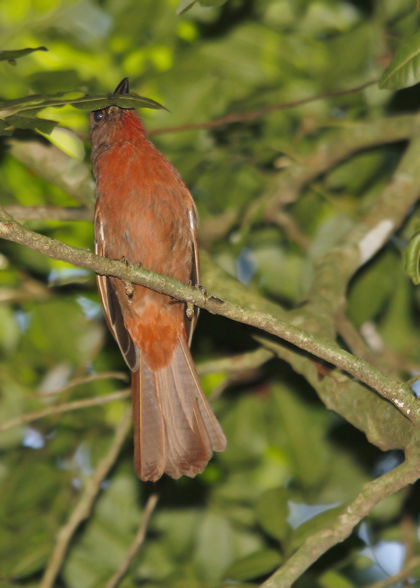 Red-crowned Ant-Tanager - Adrián Braidotti