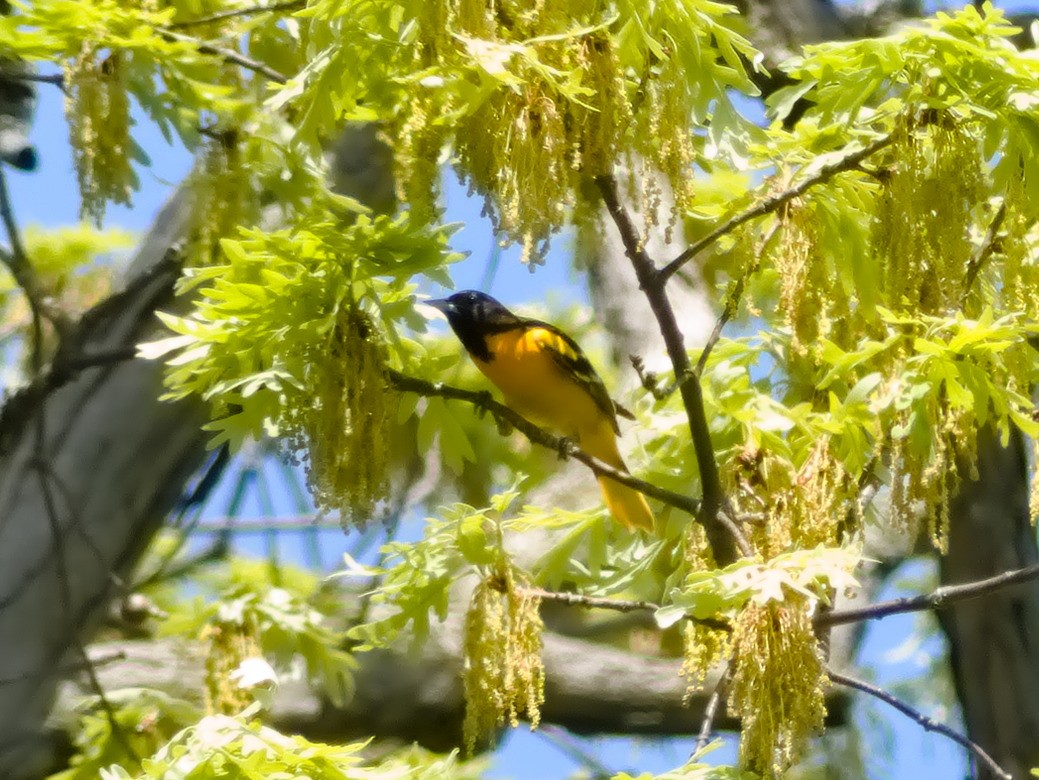 Baltimore Oriole - Laurel Robinson