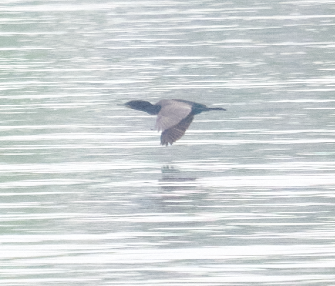 Cormorán sp. - ML619512285