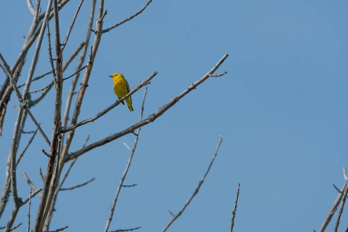 Yellow Warbler - Tom Crowe