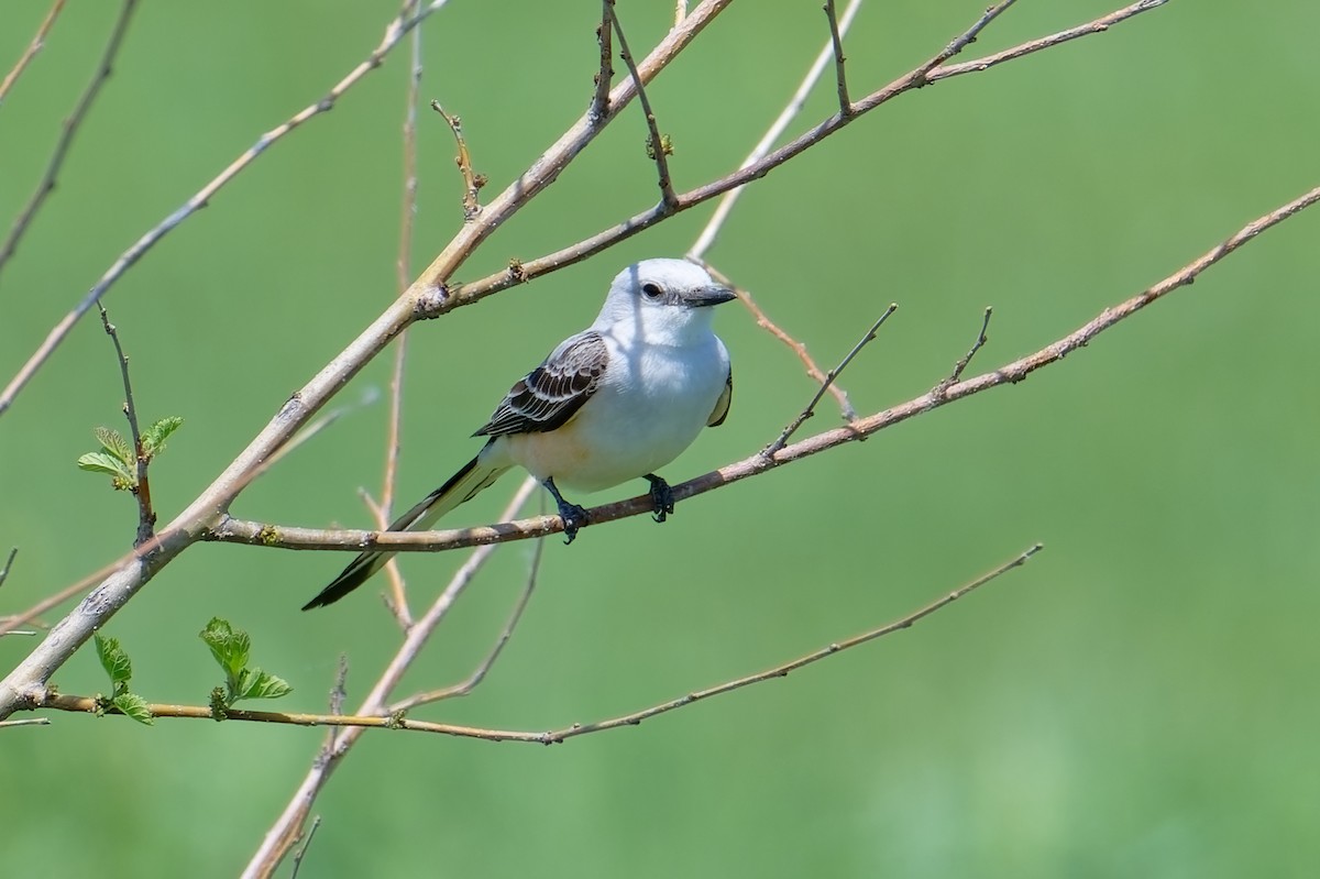 Scissor-tailed Flycatcher - David Le