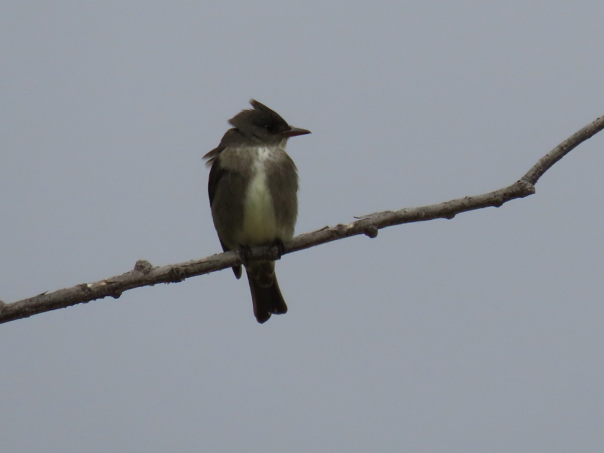 Olive-sided Flycatcher - Charles Seniawski