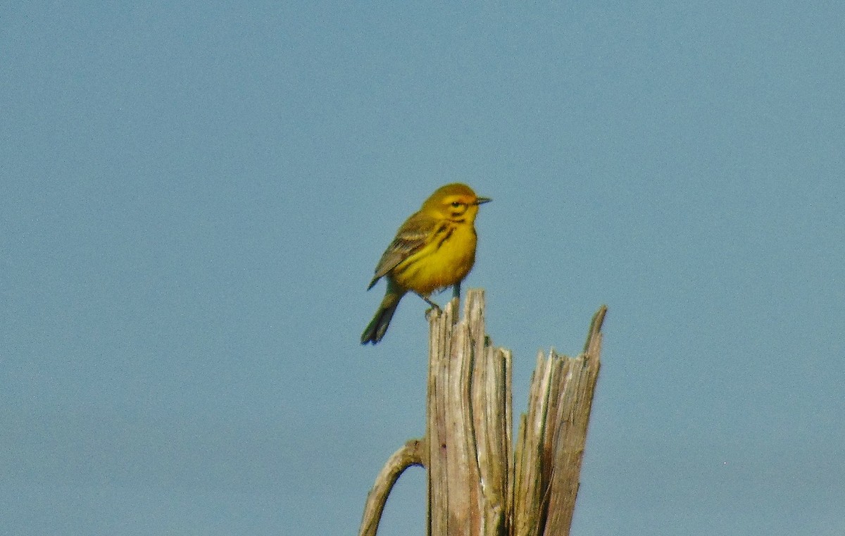 Prairie Warbler - J.D. Flores