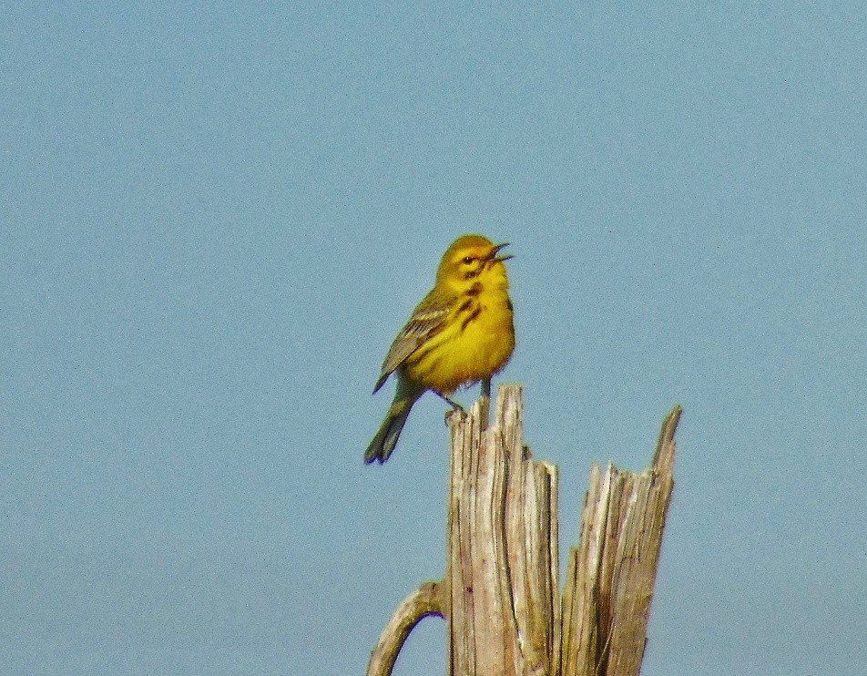 Prairie Warbler - J.D. Flores