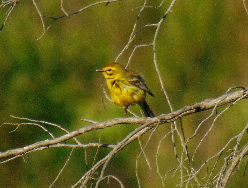 Prairie Warbler - J.D. Flores