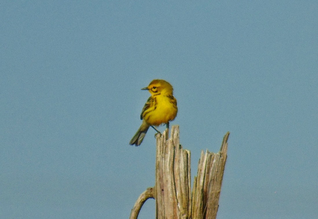 Prairie Warbler - J.D. Flores