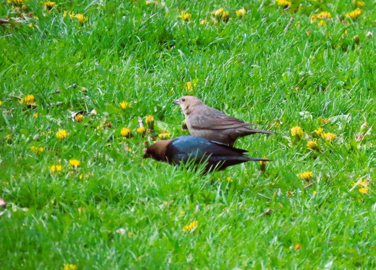 Brown-headed Cowbird - Alfred Scott