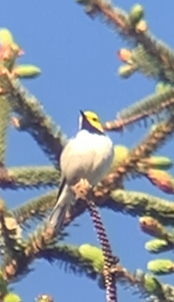 Hermit Warbler - John Kingeter