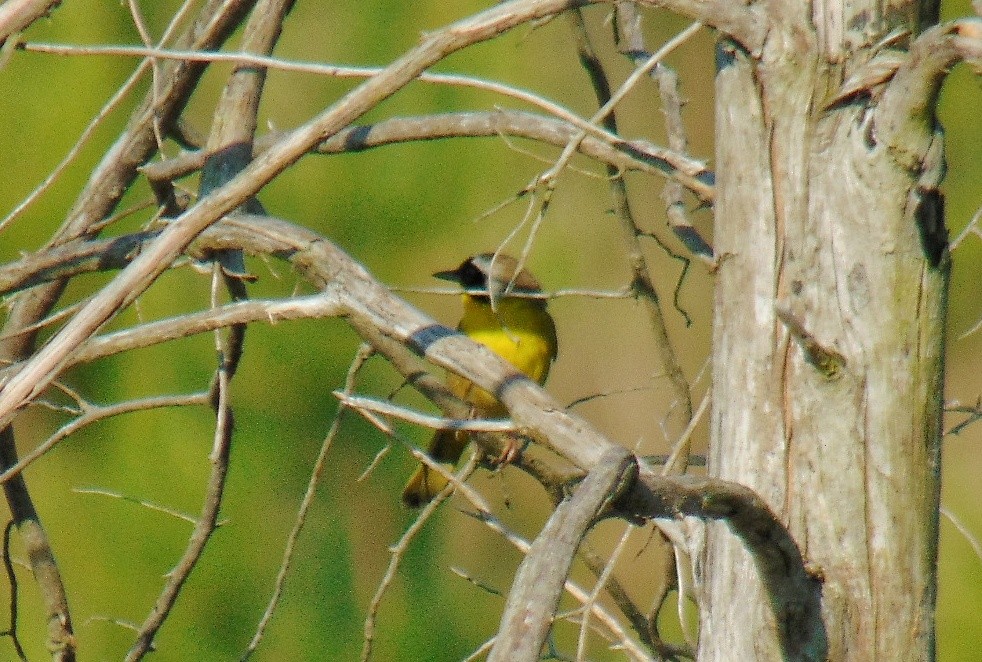 Common Yellowthroat - J.D. Flores