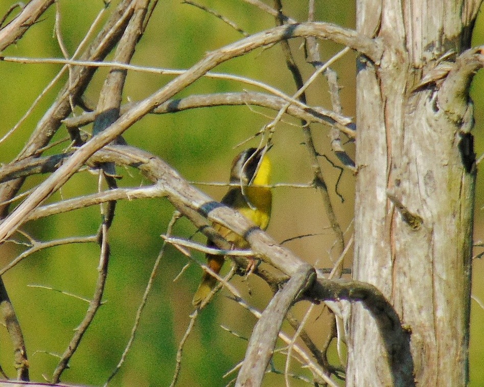 Common Yellowthroat - ML619512310