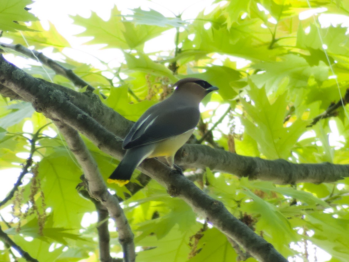 Cedar Waxwing - Laurel Robinson