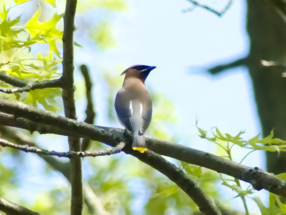 Cedar Waxwing - ML619512313