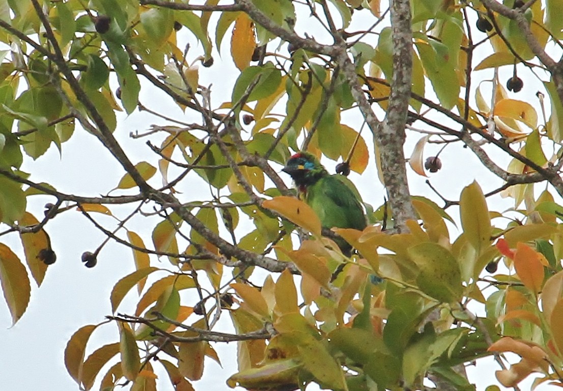 Schwarzkehl-Bartvogel - ML619512318