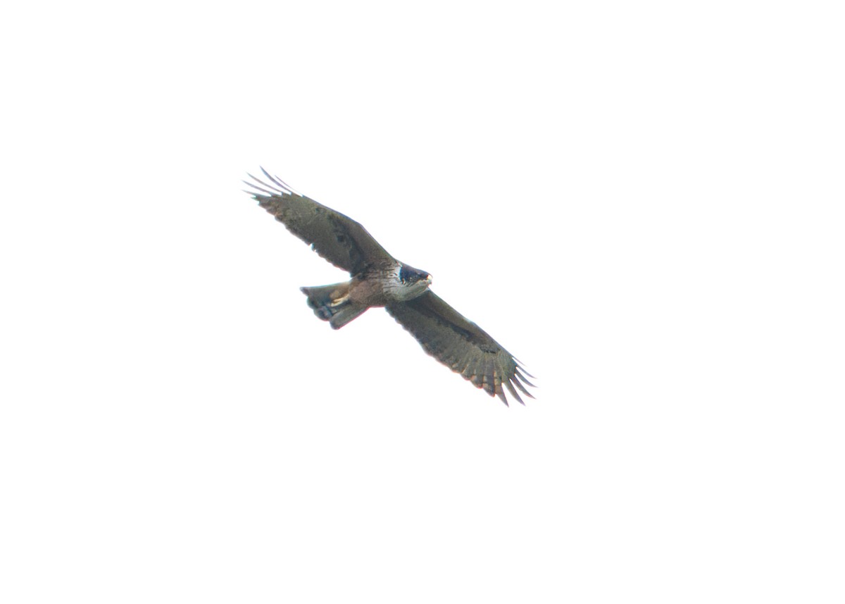 Rufous-bellied Eagle - Ayuwat Jearwattanakanok