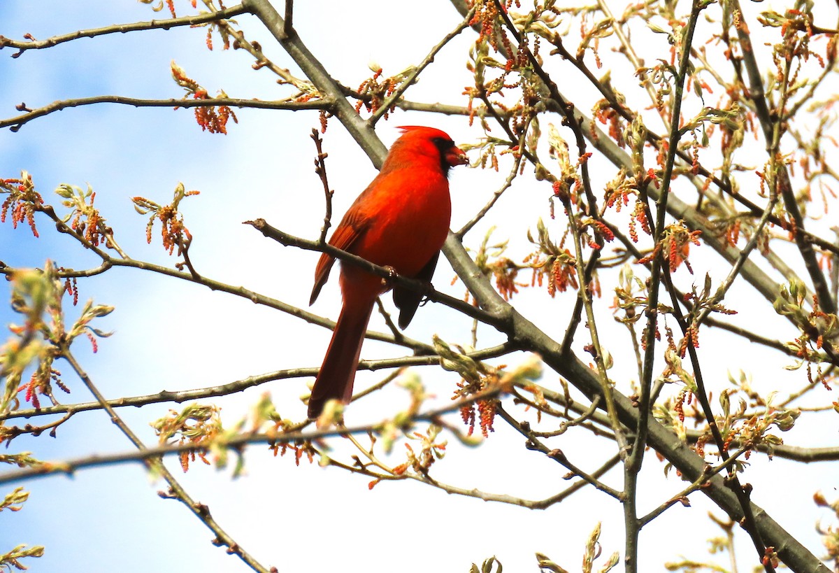 Northern Cardinal - Alfred Scott