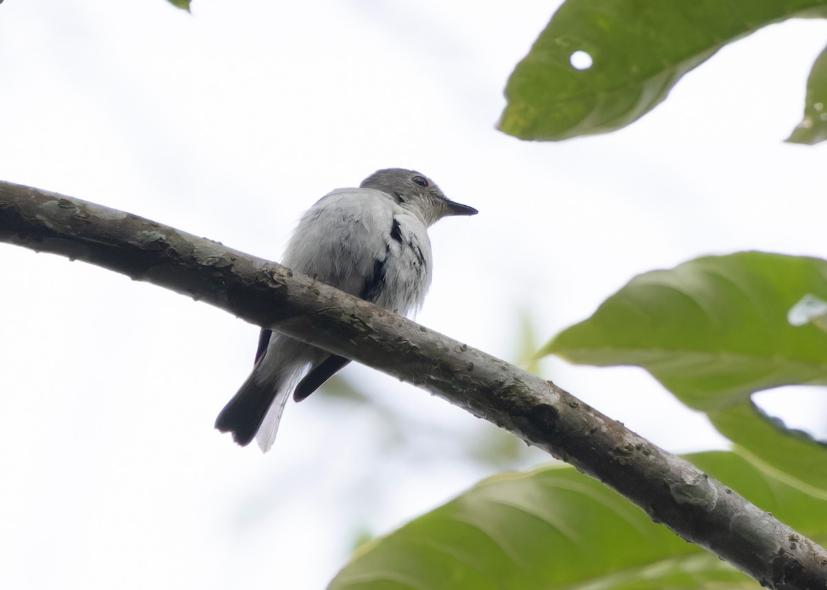 Little Pied Flycatcher - ML619512324