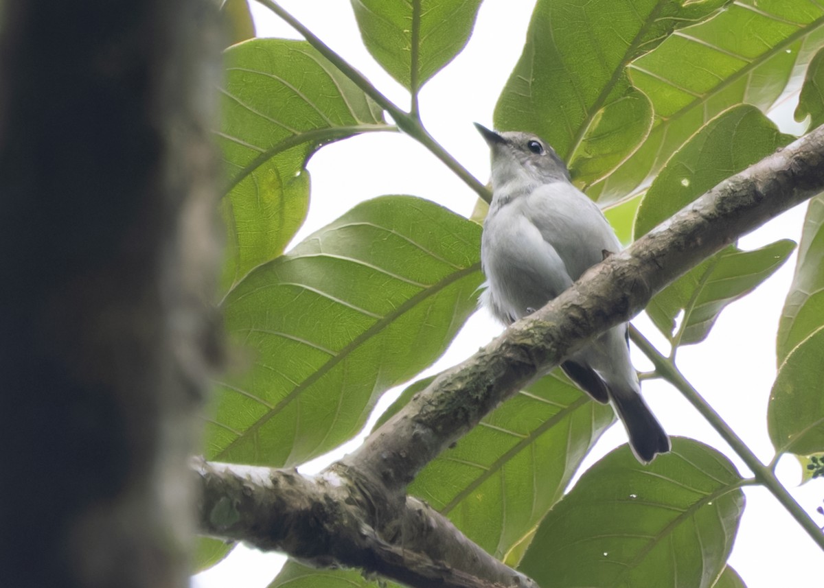 Little Pied Flycatcher - Ayuwat Jearwattanakanok