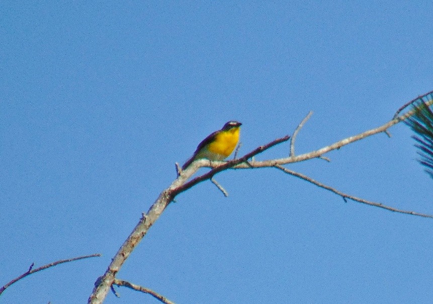 Yellow-breasted Chat - J.D. Flores