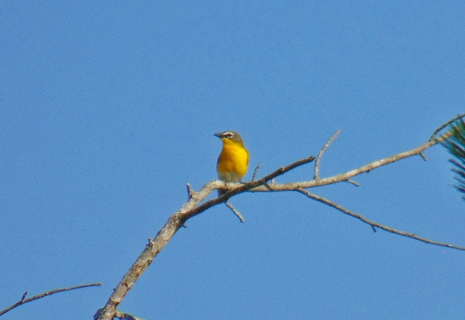 Yellow-breasted Chat - J.D. Flores