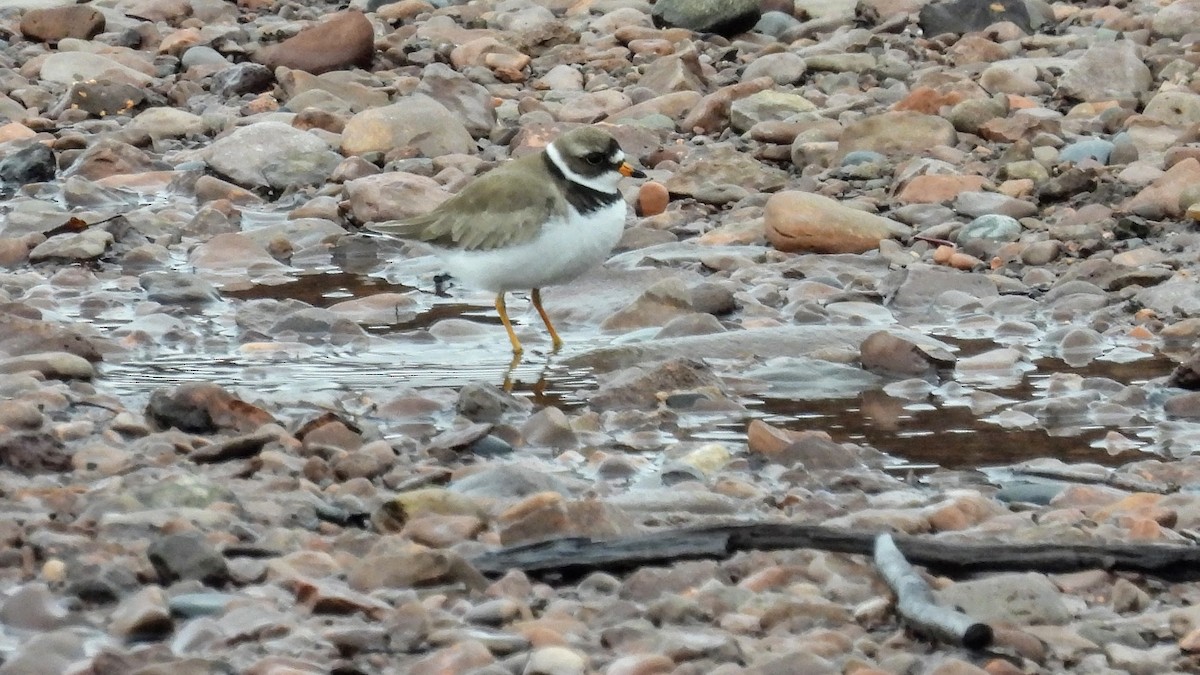 Semipalmated Plover - Joe Walewski