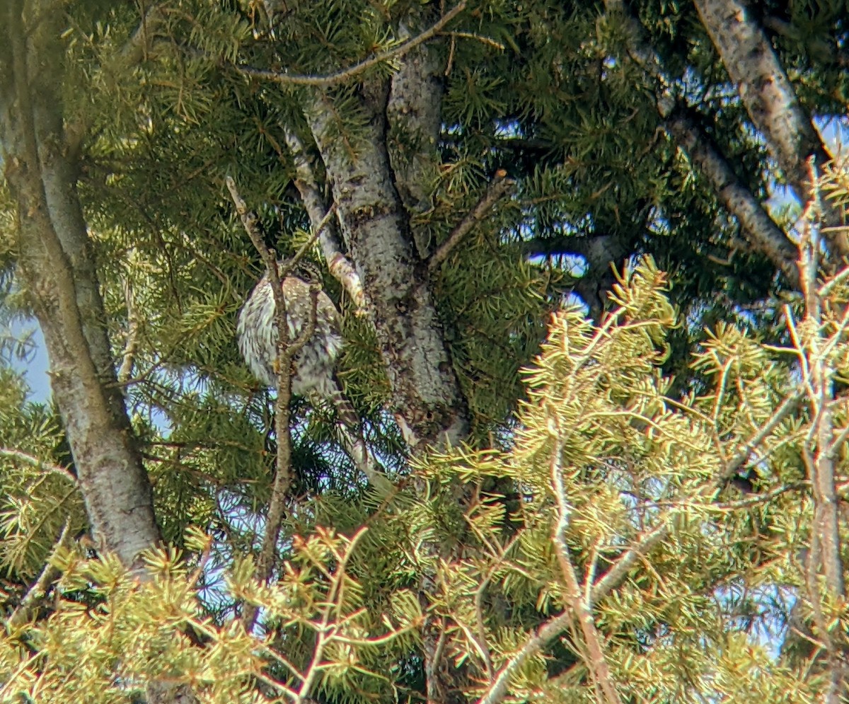 Northern Pygmy-Owl - Reder Daughenbaugh