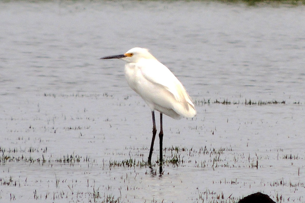 Snowy Egret - Licinio Garrido Hoyos