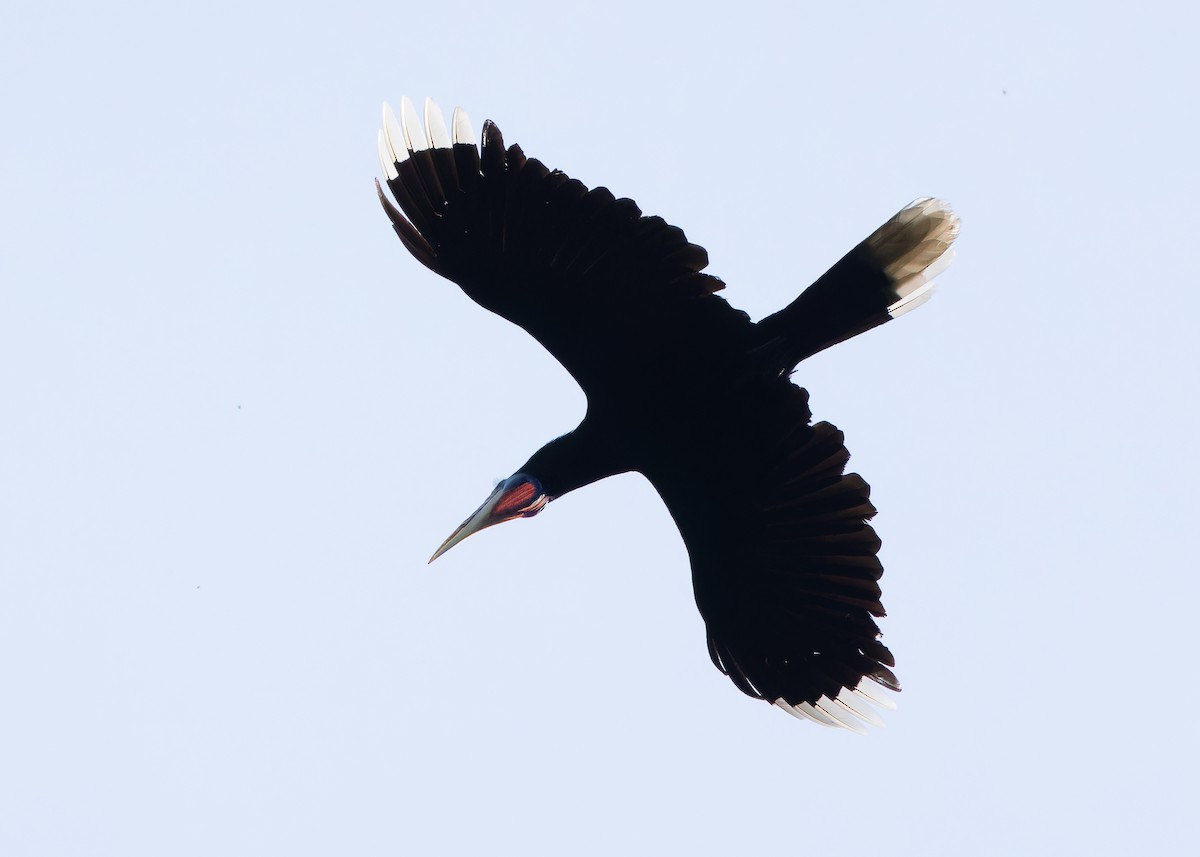 Nepalhornvogel - ML619512351