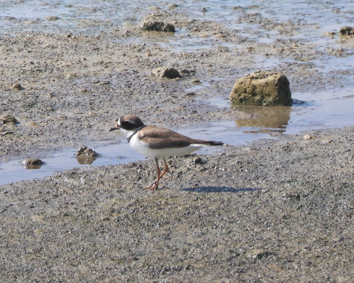 Semipalmated Plover - Rick Kittinger